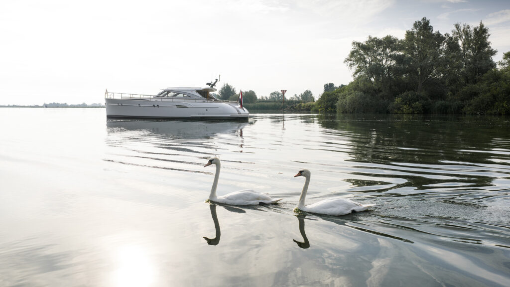 CYGNE — foto 2 van 12