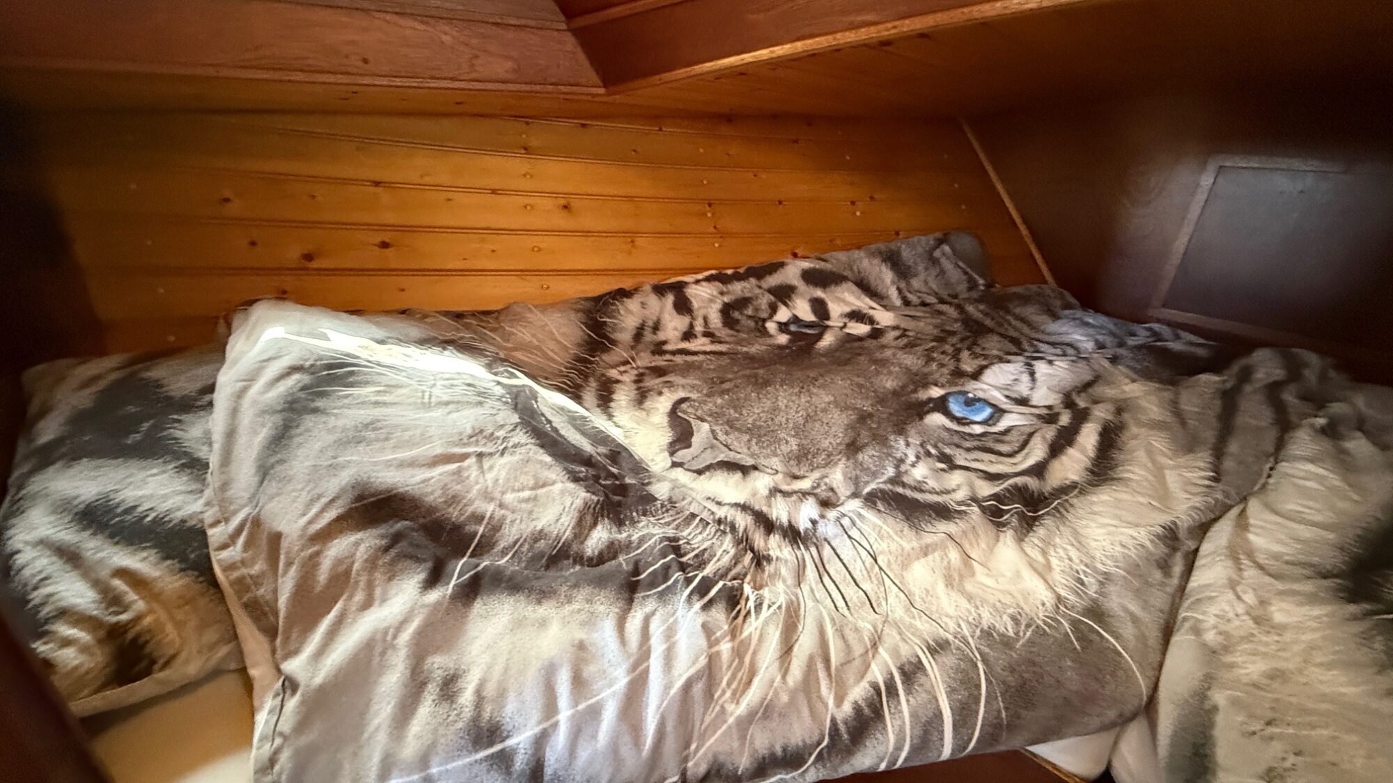 Valkkruiser Content 12.80 AK Cabrio — foto 15 van 38